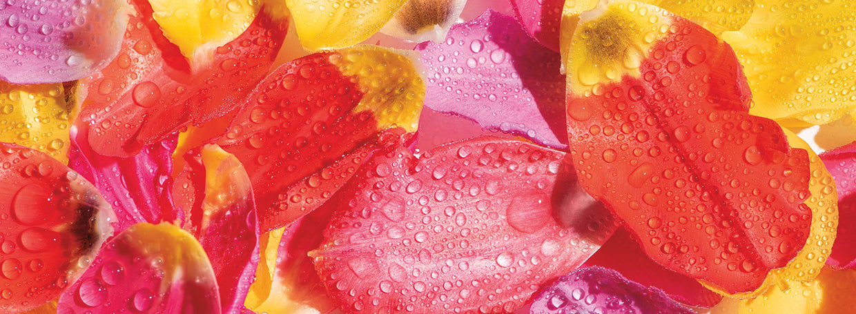 Arte de la lona de las gotas de lluvia de los pétalos de los tulipanes