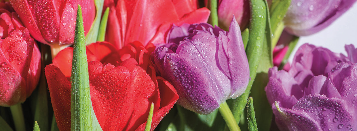 Arte de la lona de los tulipanes de las lluvias frescas de la primavera