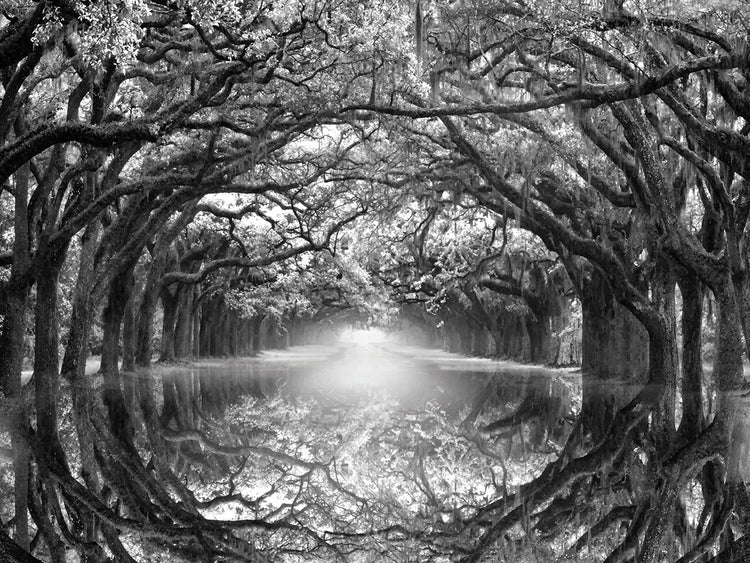 Reflexión de Oak Alley Lienzo