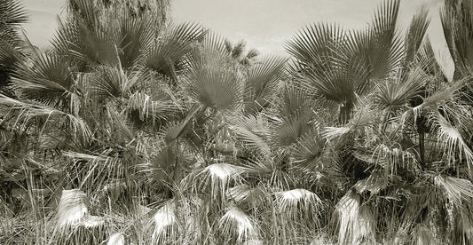 Water Palms Crop Canvas Print