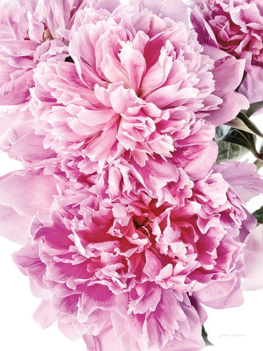 Pink Peony Cluster