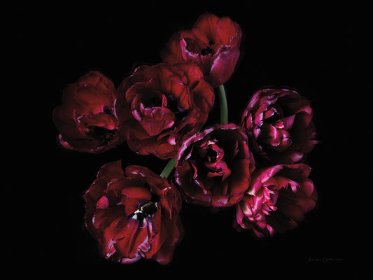 Red Double Tulips