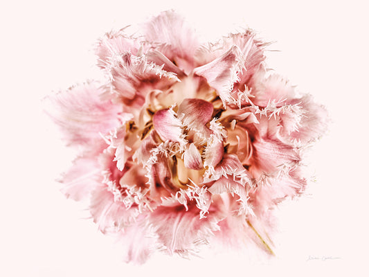 Pink Fringed Tulip Canvas Print