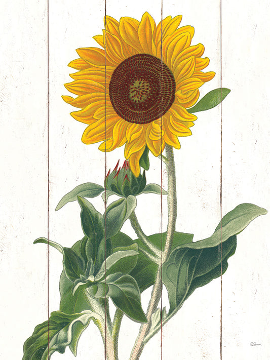 Cottage Sunflower