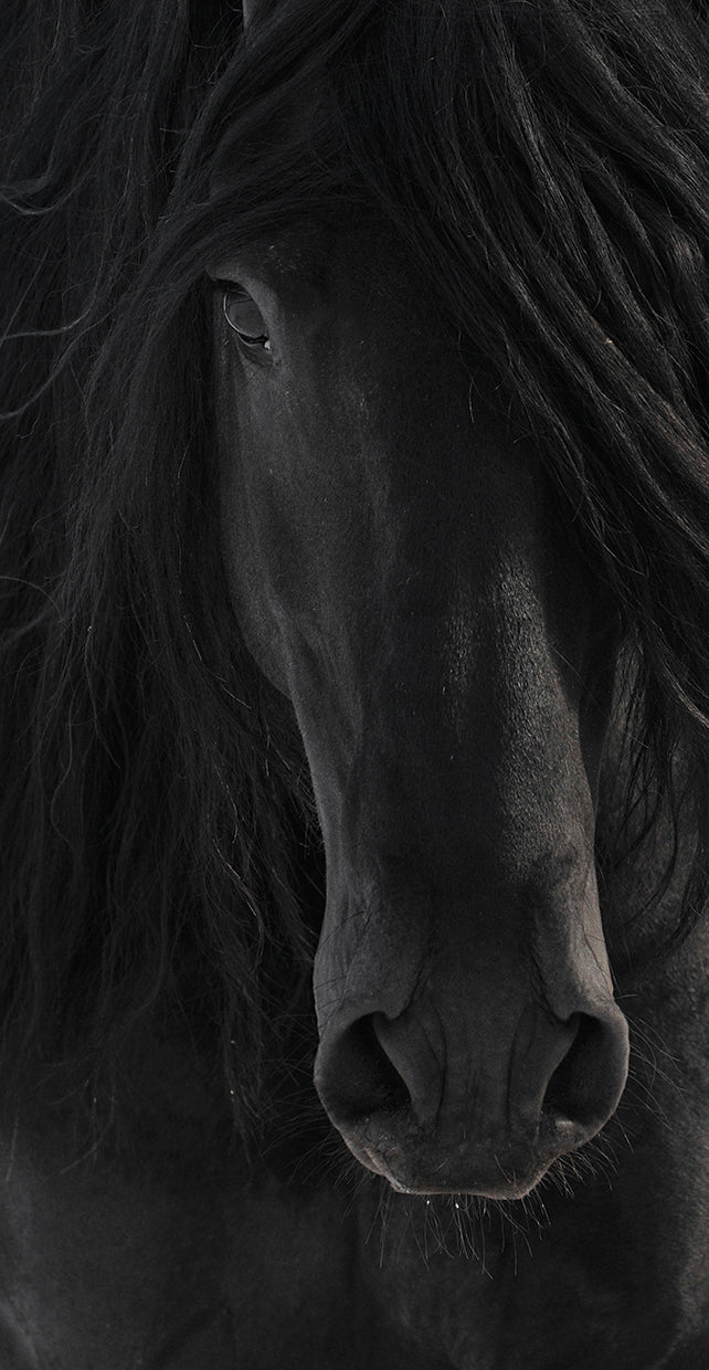 Semental de mirada oscura Lienzo