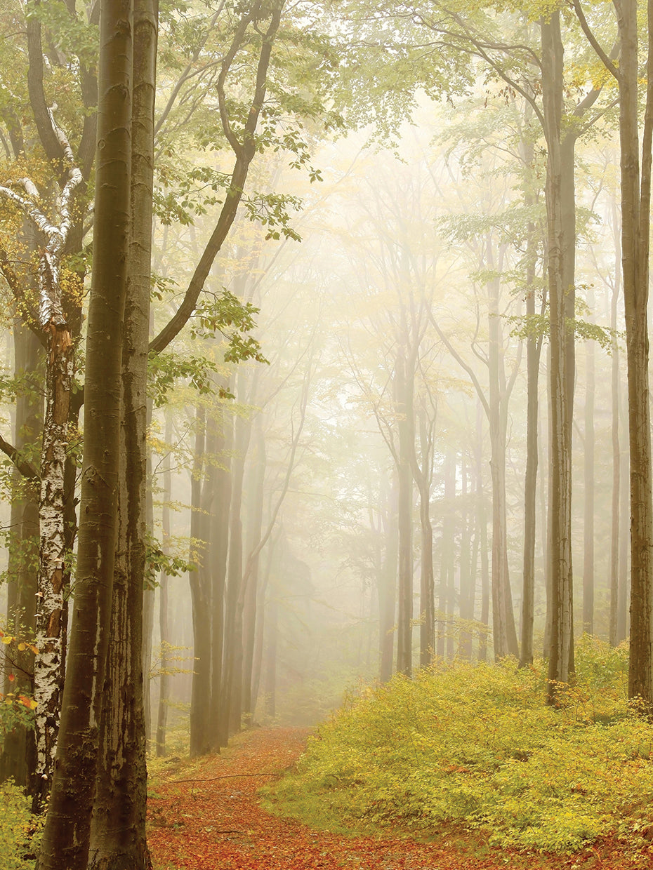 Misty Forest Path