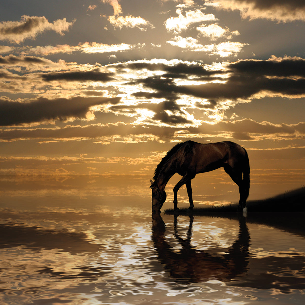 Evening Glow Arabian by DP Gallery is a beautiful contemporary  equine photo printed on canvas or framed canvas