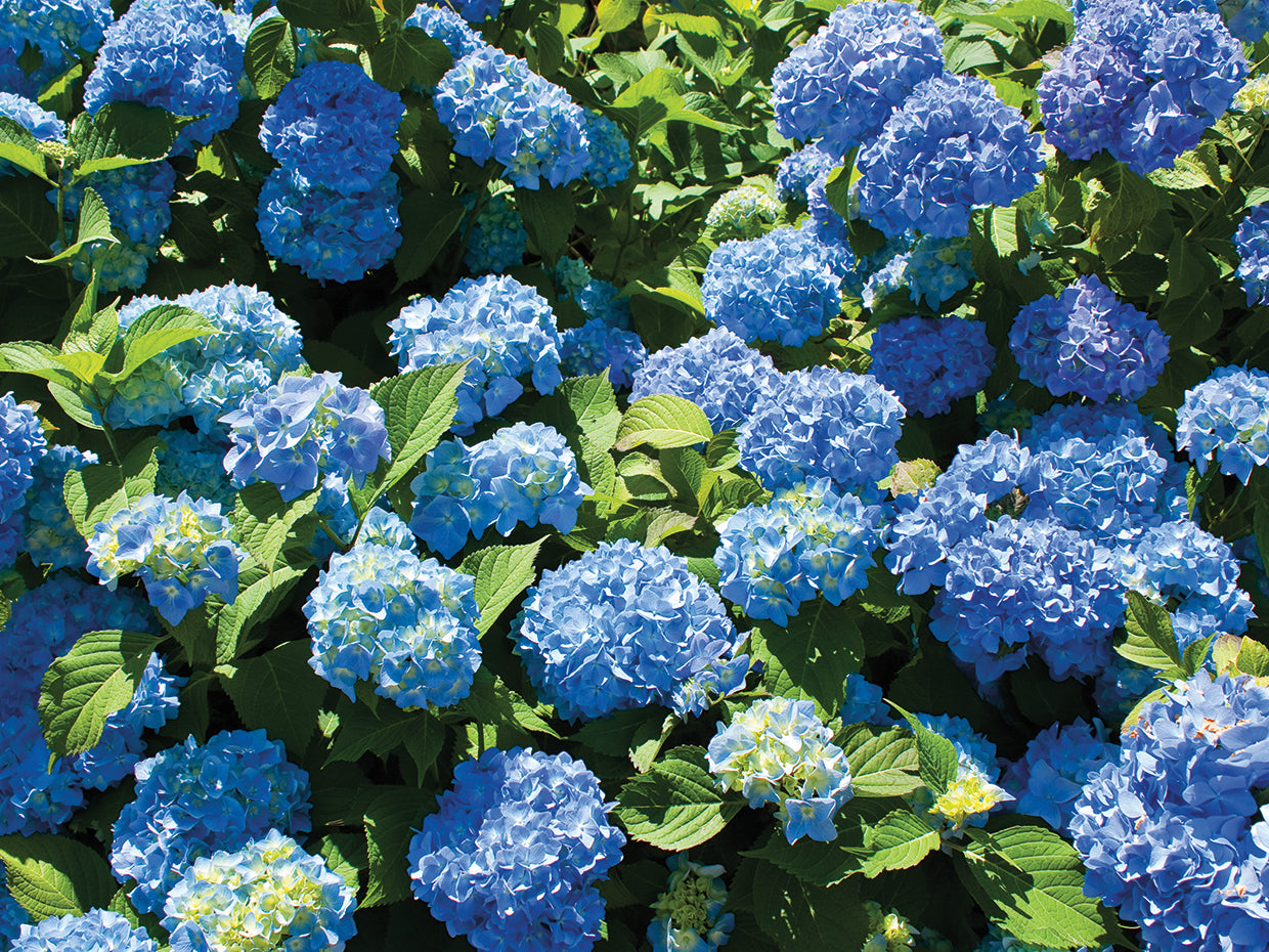 Big Blue Blooms Hydrangeas