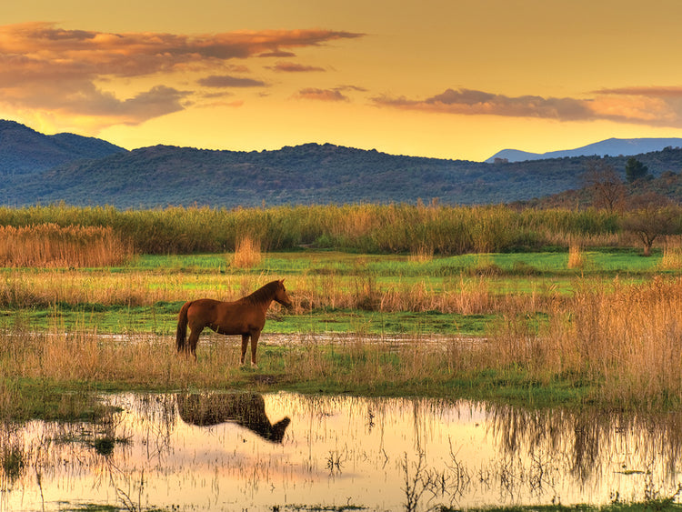Quiet Horse Reflections