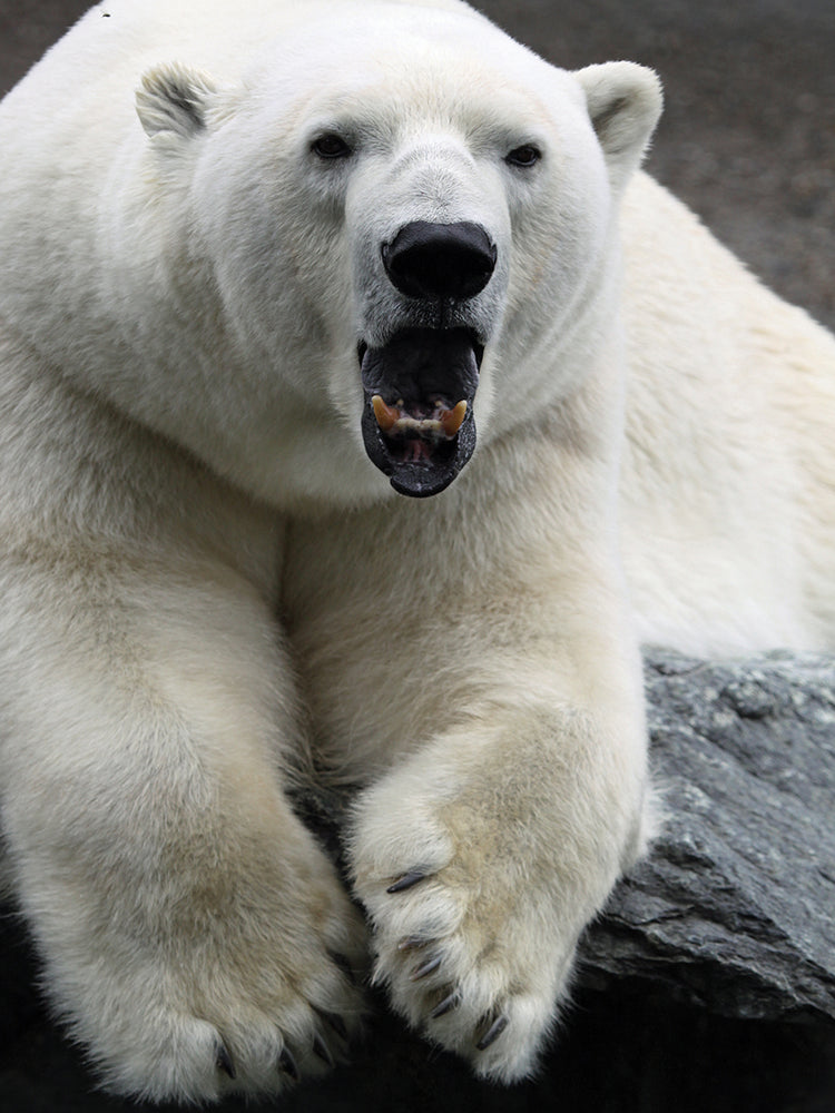 Polar Bear Roar