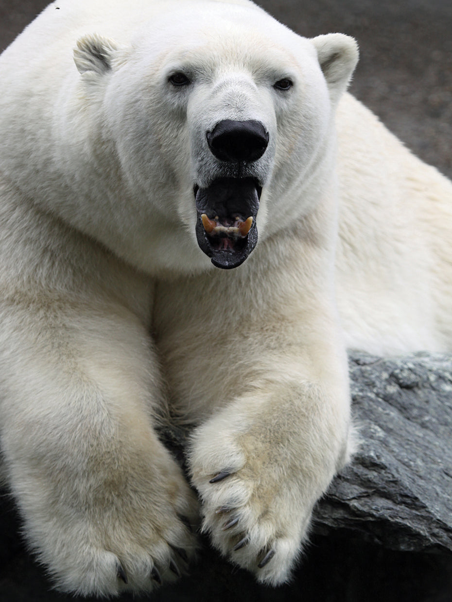 Polar Bear Roar