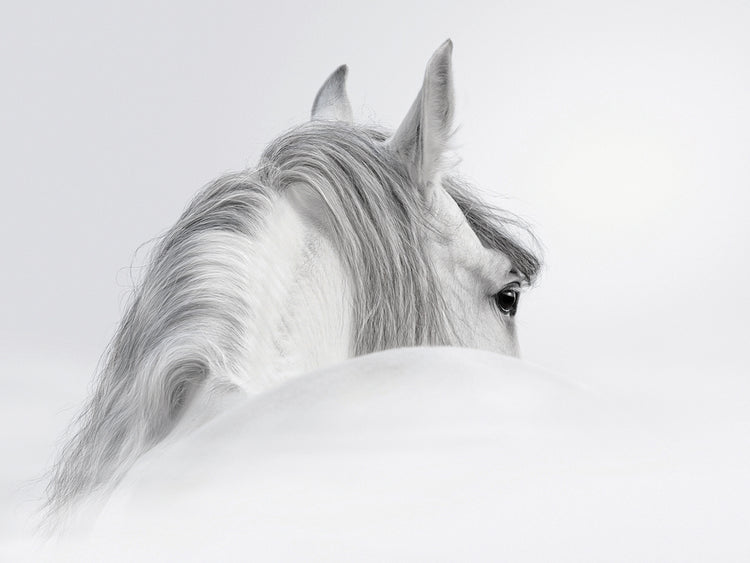 Andalusian Silver Stallion
