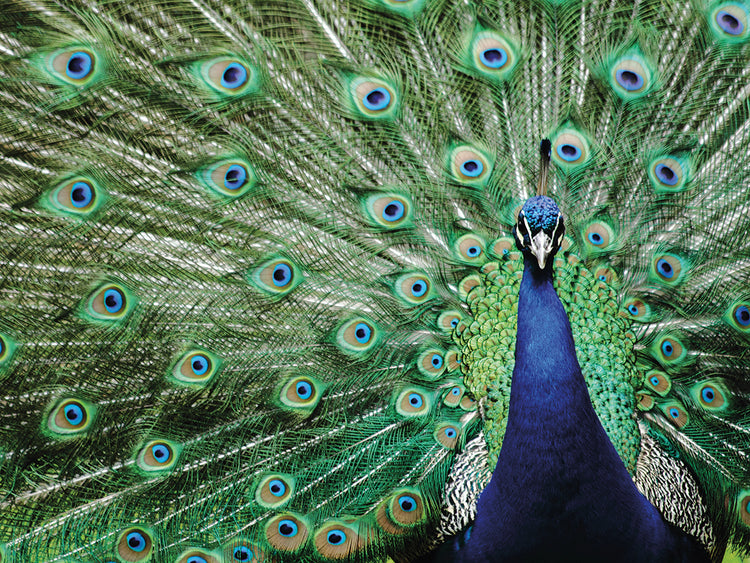 Blue Eyes Peacock