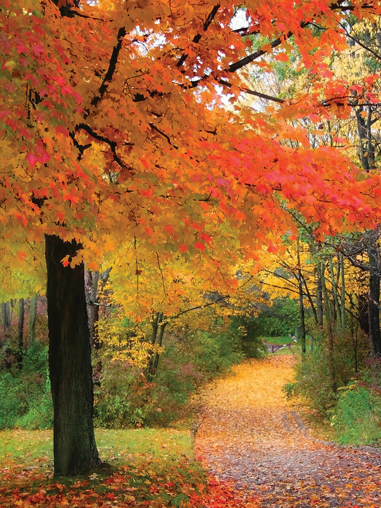 Leaves Beneath our Feet