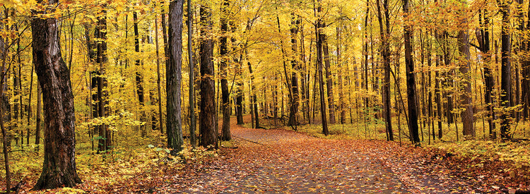 Michigan Autumn Path