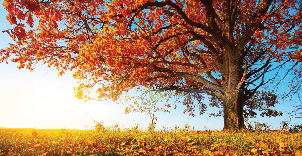 Ruby Red Oak Blue Sky