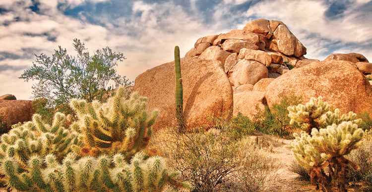 Desierto de destellos suaves Lienzo