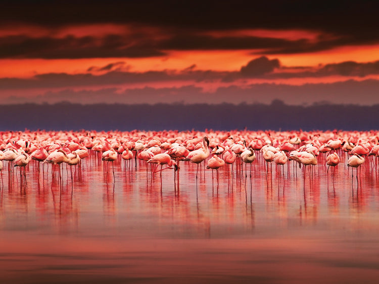 African Pink Flamingos