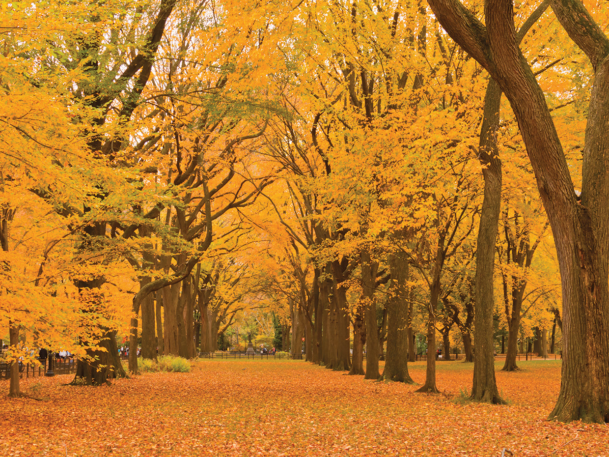 NYC Central Park Gold