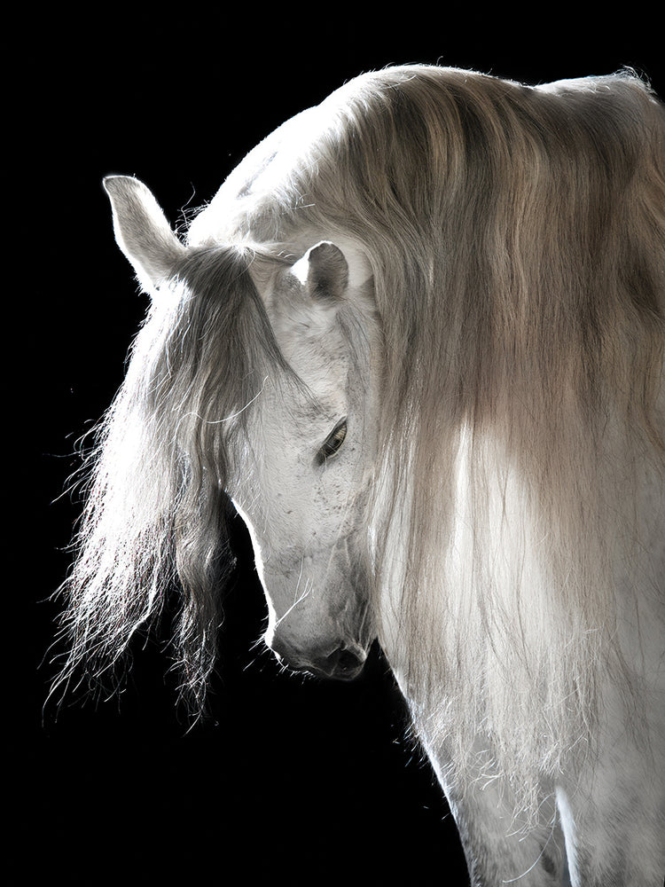 Silver Andalusian Bow by DP Gallery is a beautiful contemporary equine photo printed on canvas or framed canvas