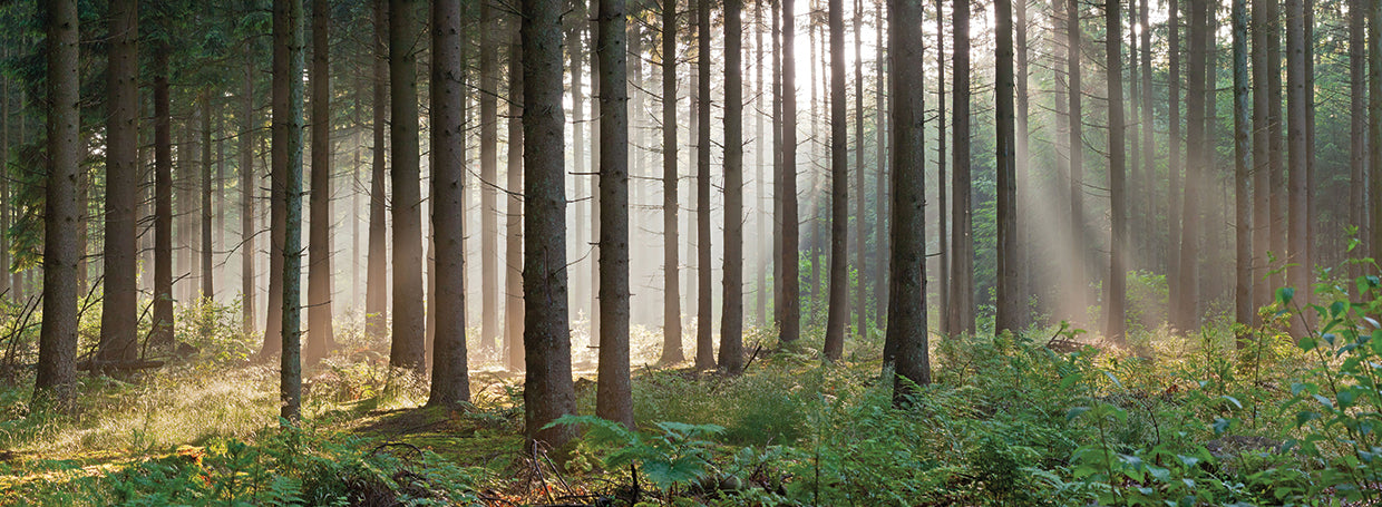 Bosque de niebla holandés Lienzo