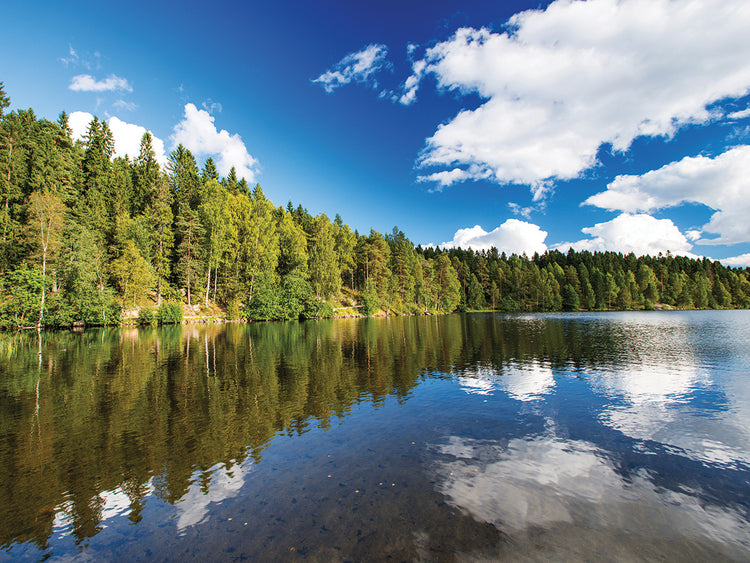 Lago del bosque de noruega Lienzo
