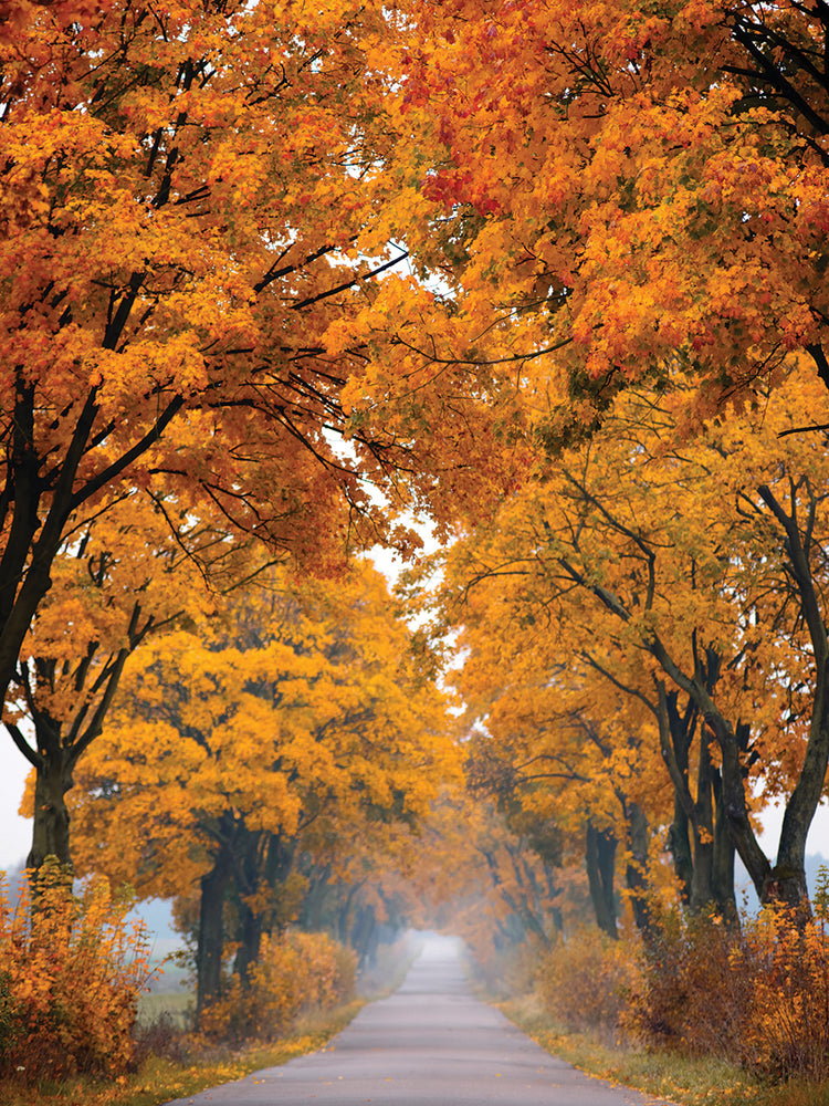 Towering Maple Trees