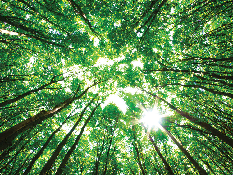 Bosque esmeralda brillante Lienzo