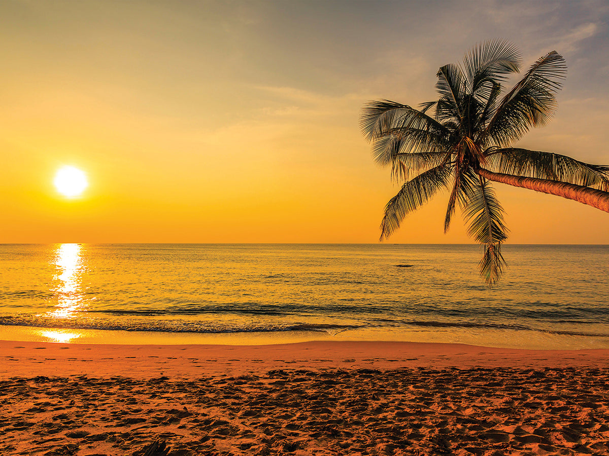 Single Palm Sunset