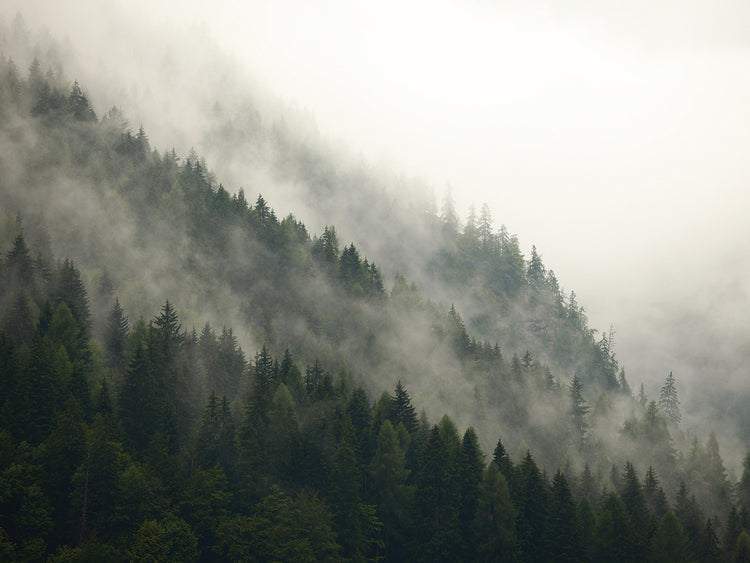 Diagonales del bosque brumoso Lienzo