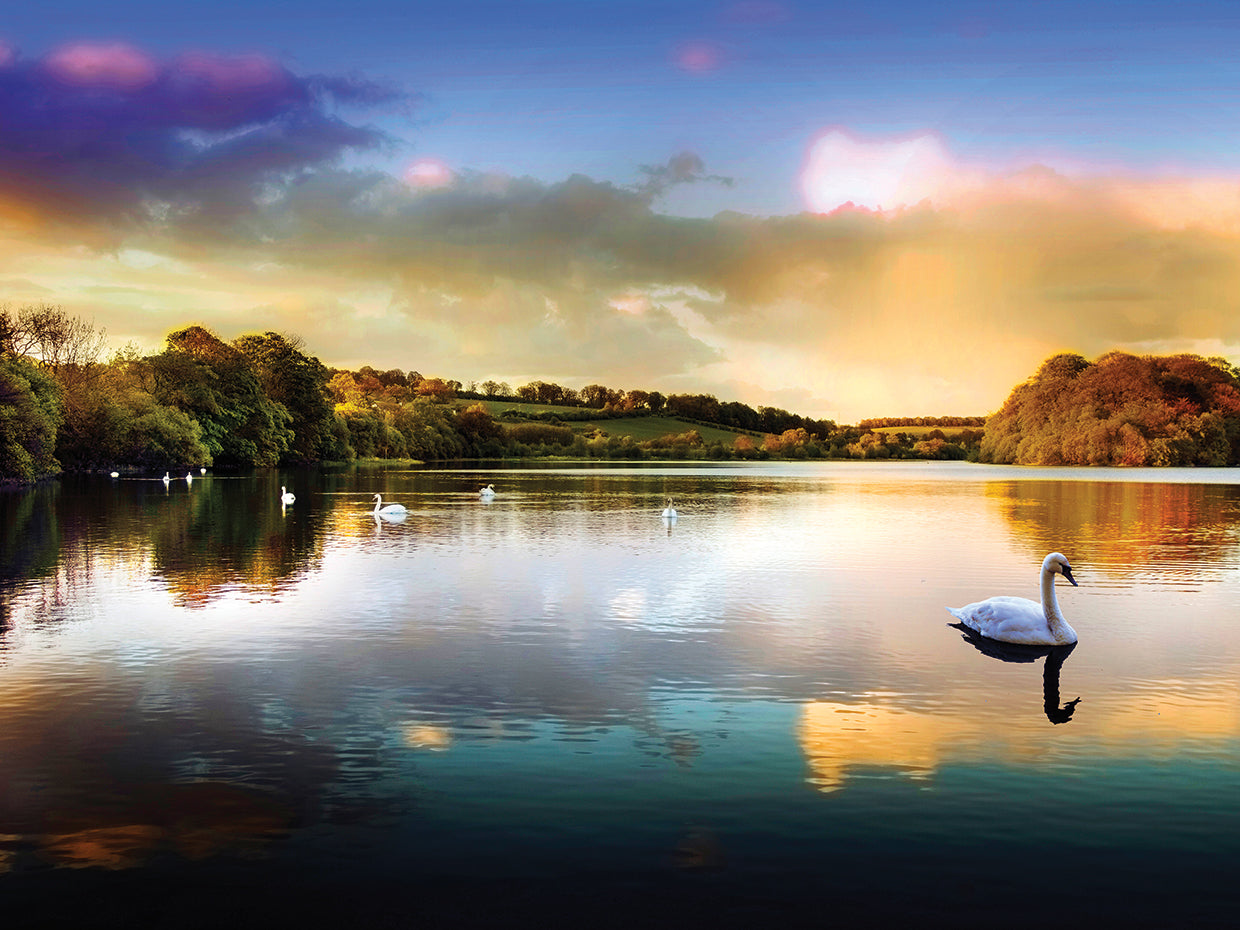 Lago de los cisnes escocés Lienzo
