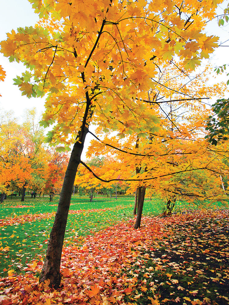 Fall in Love in the Park