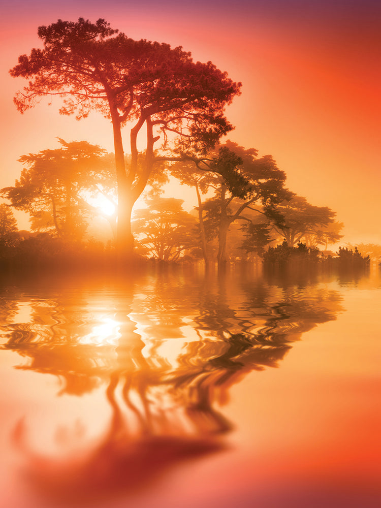 Sunset Tree Mirage