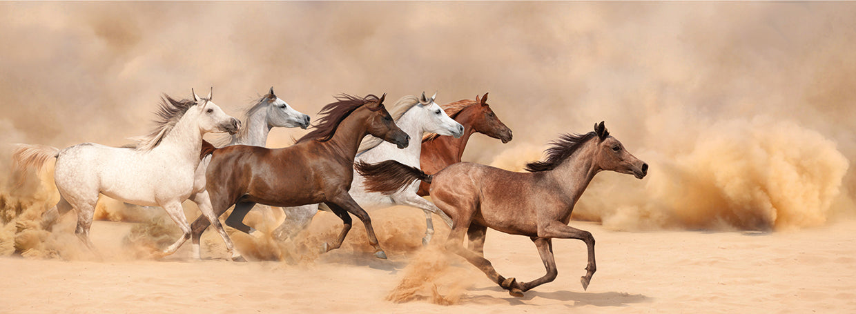 Sand Storm Stallions