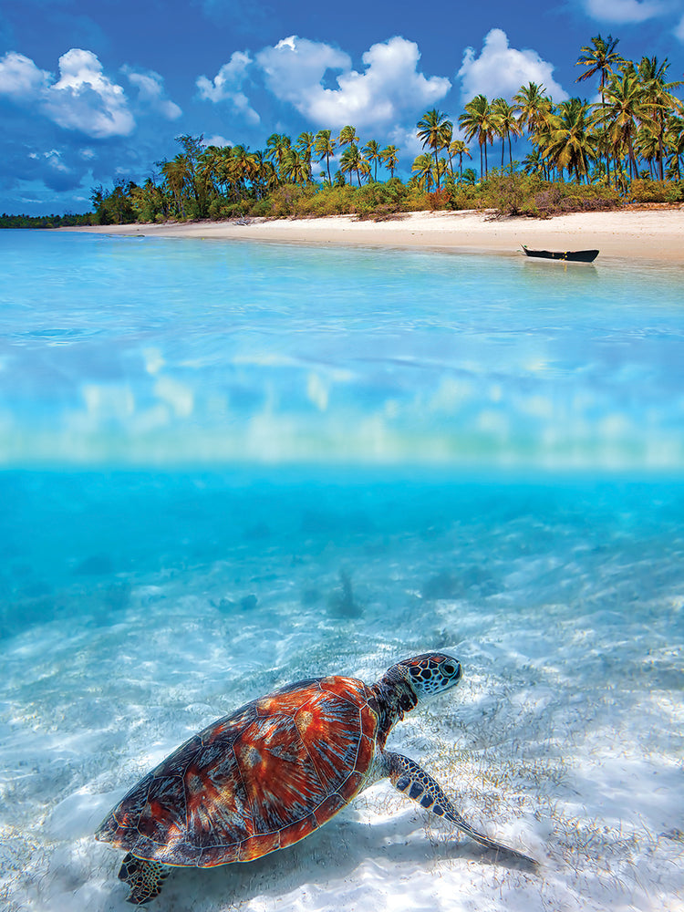 Espíritu de la tortuga marina Lienzo