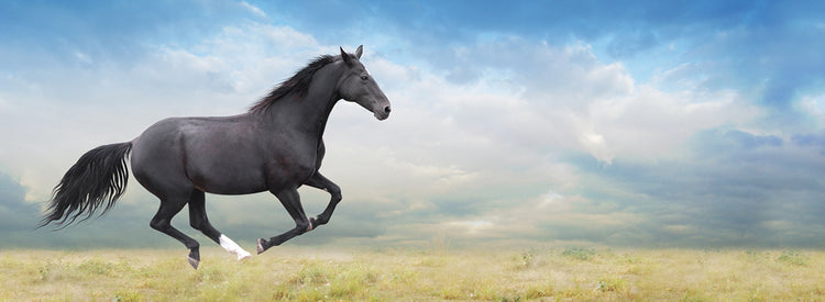 Ebony Morning Gallop