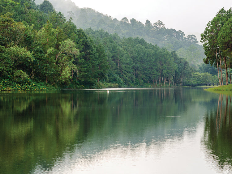 Bosque exótico de pinos tailandeses Lienzo