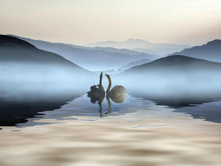 Misty Swan Romance