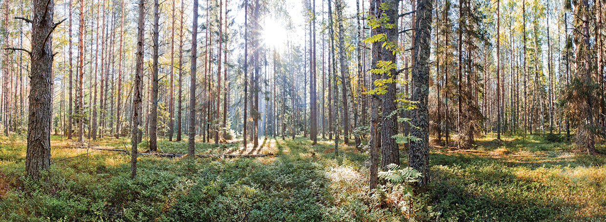 Bosque de Vologda Lienzo