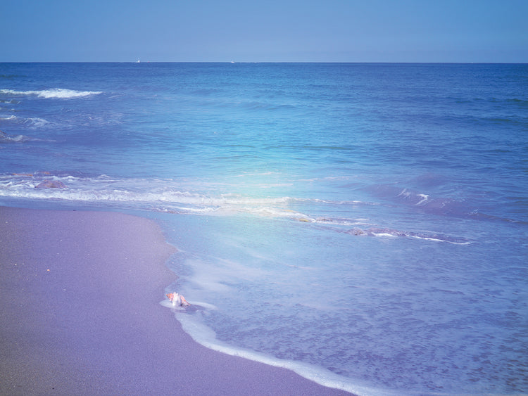 Playa Solo Shell Lienzo