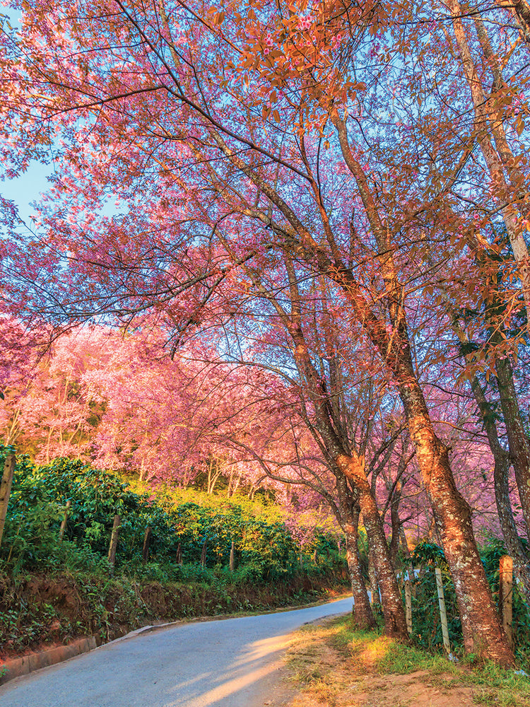 Flores de cerezo de Thai Road Lienzo