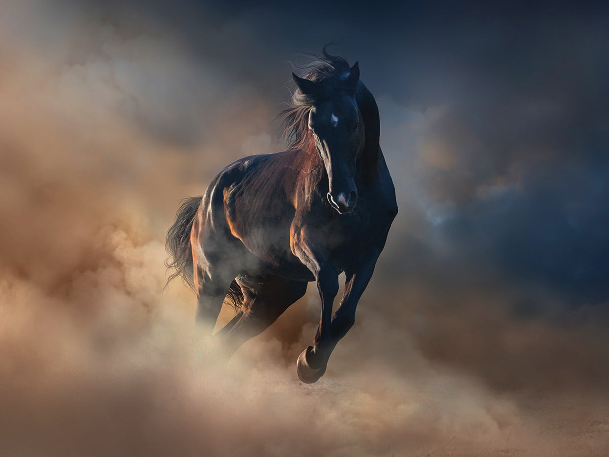 King of the Desert Stallion