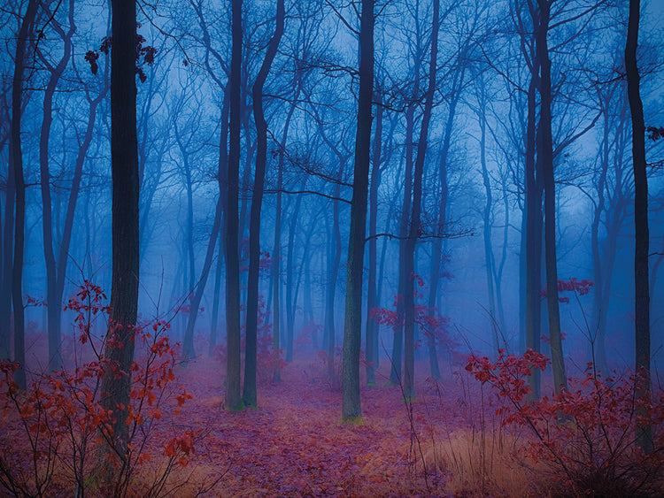 Bosque de ángel azul Lienzo