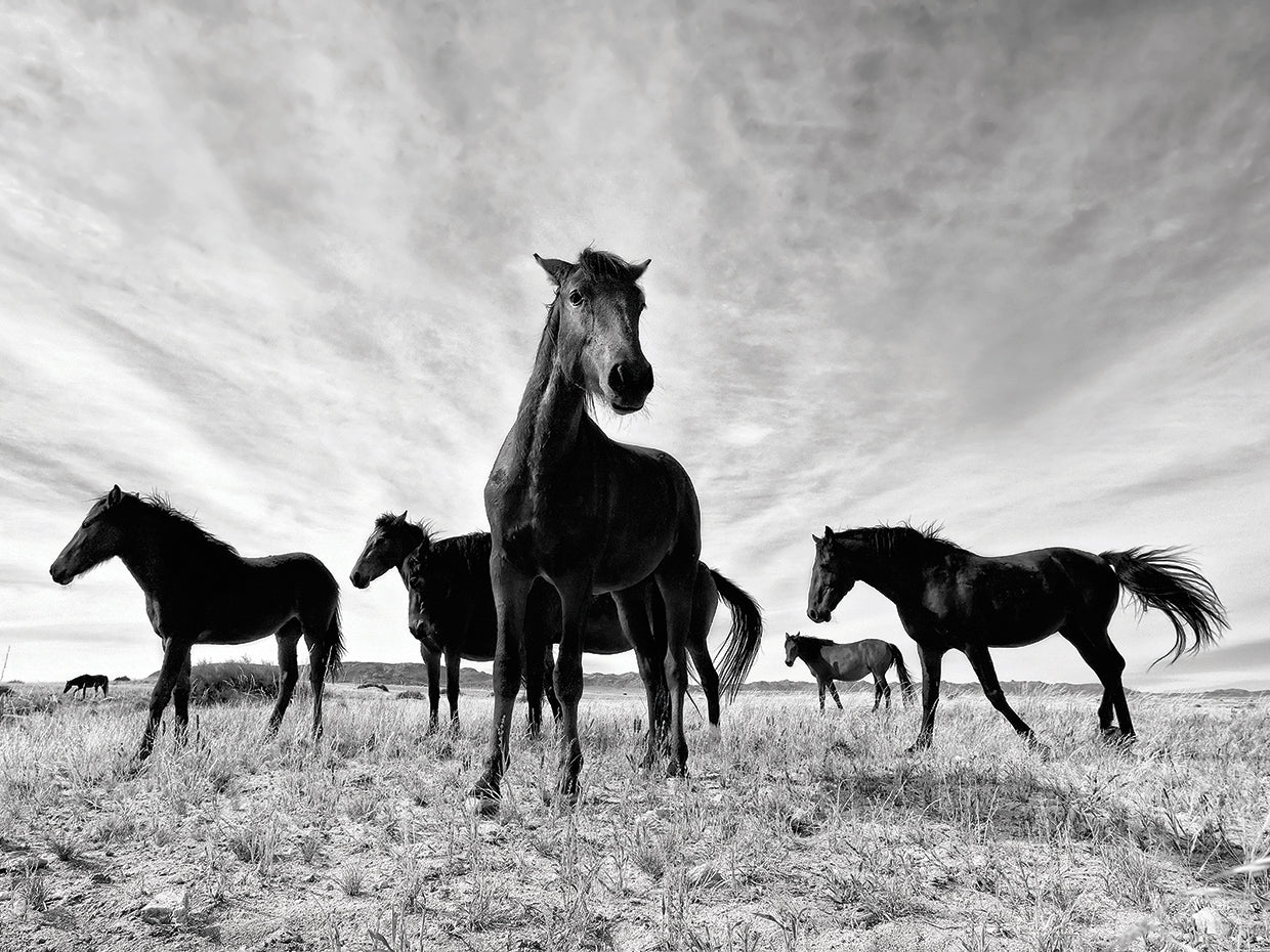 Wild Horse Spirits