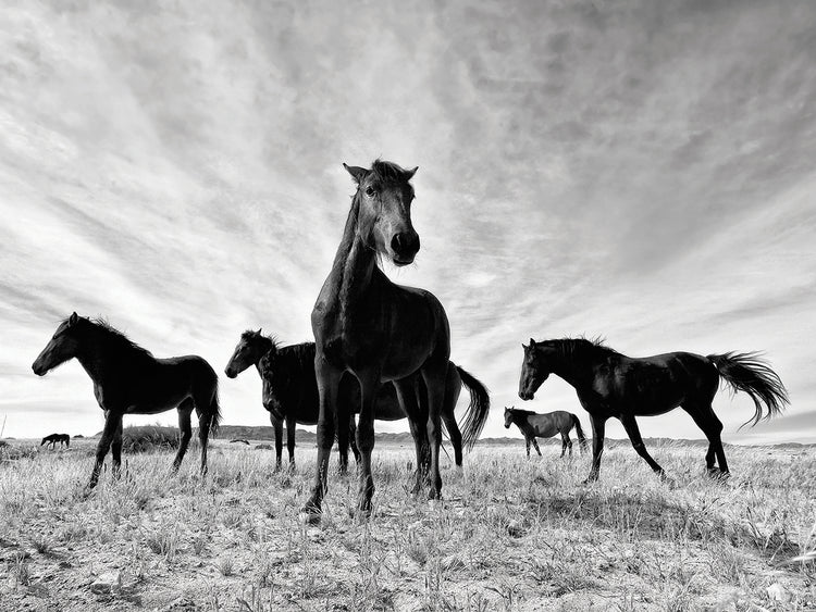 Espíritus de caballos salvajes Lienzo