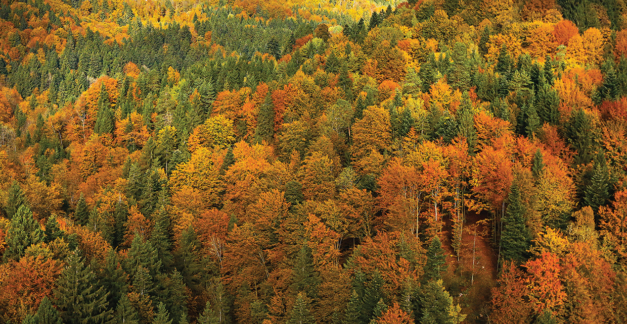 Quilted Colors Forest