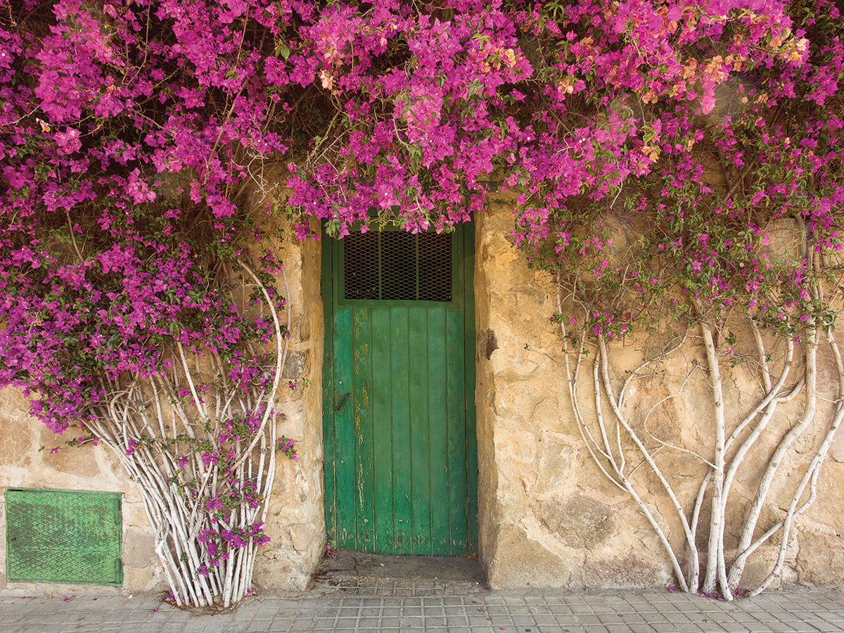 Barcelona Bougainvillea