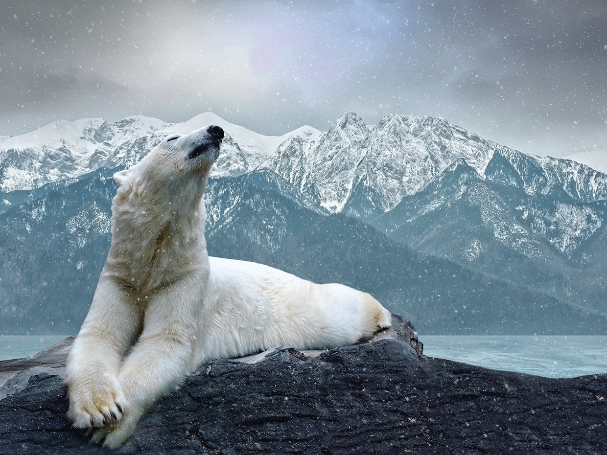 Picos del oso polar Lienzo
