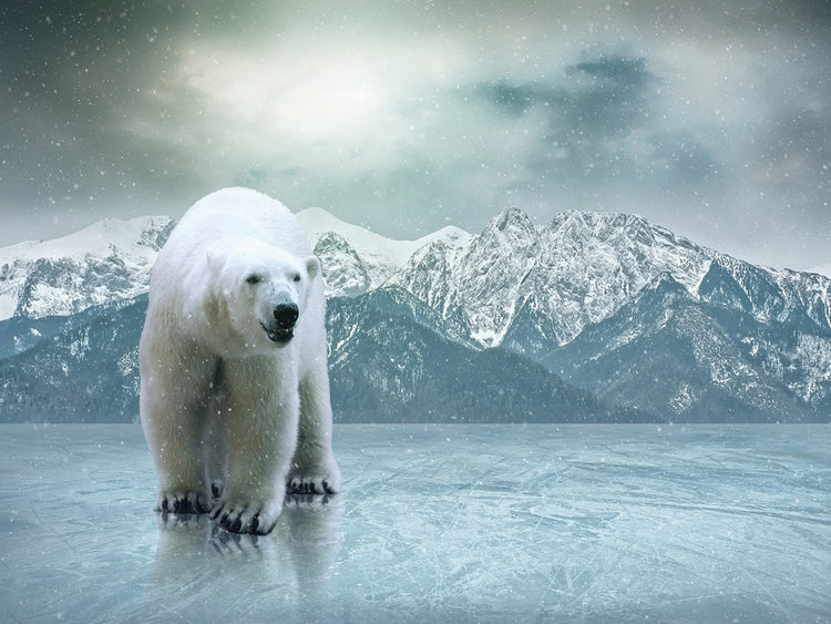 Polar Bear Winter