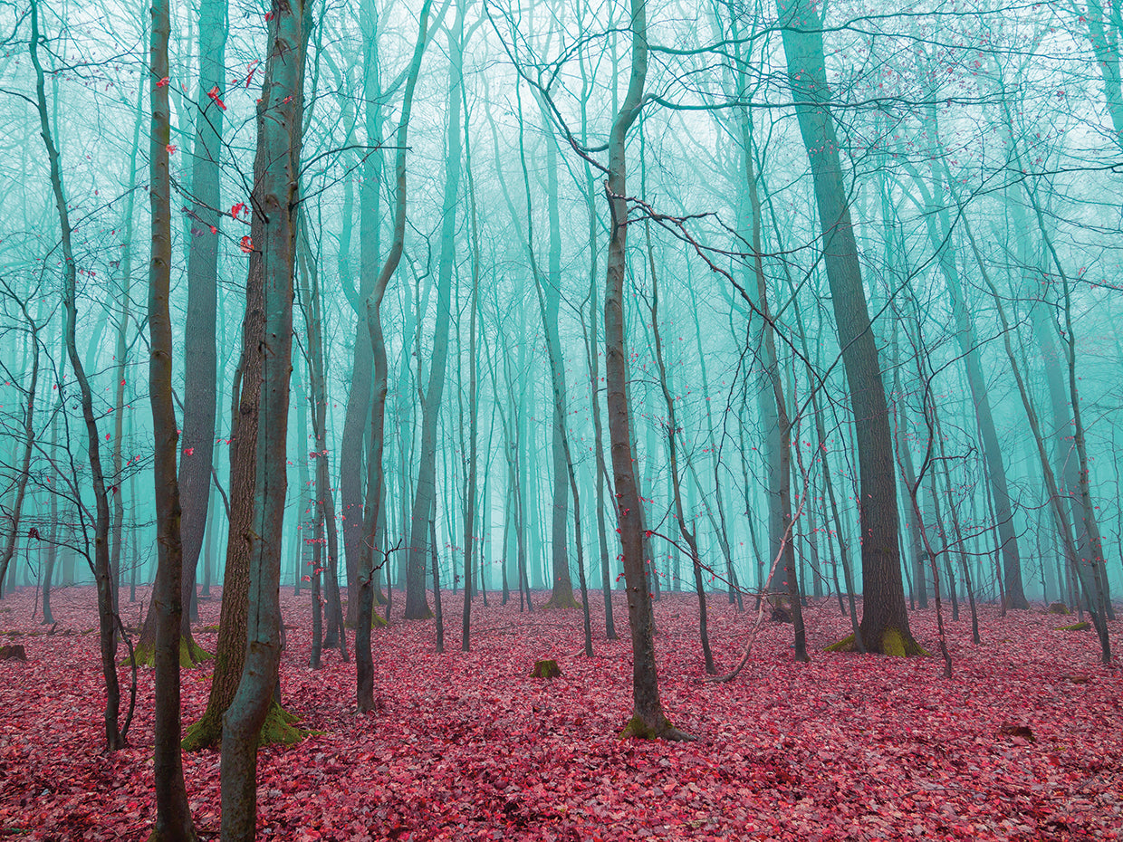 Fantasía de bosque rojo y verde azulado Lienzo